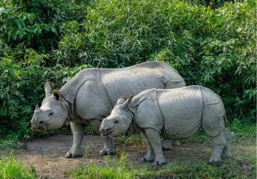 Assam, Meghalaya and Kaziranga tour